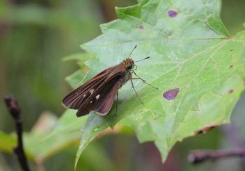 Ocola Skipper